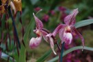 Paphiopedilum kolopakingii x delenatii